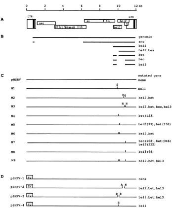 FIG. 1.onlyreading(small Genome organization (A), transcripts (B), and virus mutants (C) of HFV and constructs with the SV40 promoter (D)
