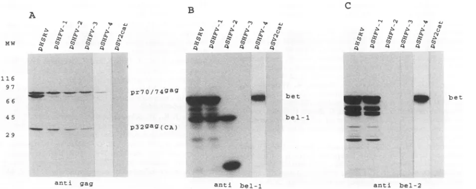 FIG. 4.constructsmutantsofBlots HFV. Western blot analysis of lysates of BHK-21 cells transiently transfected with the infectious full-length plasmid pHSRV or with in which gene expression was directed by the SV40 promoter and which bear mutations in the b
