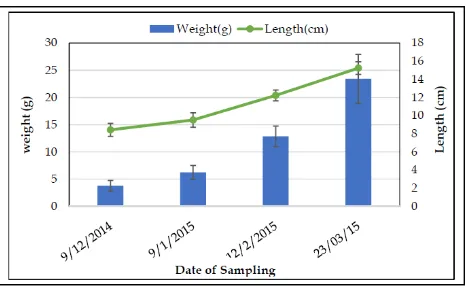 Figure 3. Length (cm) and weight (g) of magur on various sampling dates. 