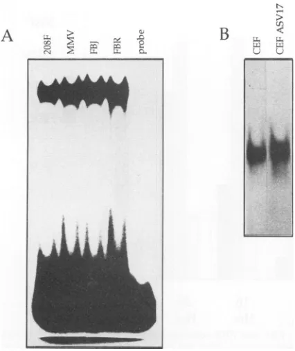 FIG. 2.binding(948), Anti-fos and anti-jun antisera demonstrate the participation of Fos and Jun family members in AP-1 complex formation