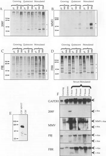 FIG. 5.ontoproteinsofoficallypositionscontrol.random-primedelectrophoreticallysequestered p55c-Fo, the An analysis offos and jun gene expression