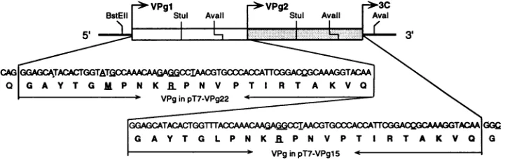 TABLE 1. Summary of oligonucleotides used in the work