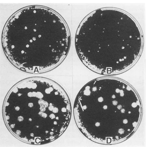 FIG. 2.offectionsoverlayed48fection the h Plaque morphology of polioviruses generated by trans- of wild-type RNA derived from pPVM-VPg22 (A and C) and mutant RNA derived from pPVM-2VPg-1 (B and D)