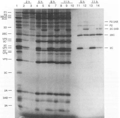 FIG.*_........weredirected In translated *:"''~~~~~~~~~~~~~~~~.'.. 4. vitro kinetics of protein synthesis ar by wild-type or mutant RNA