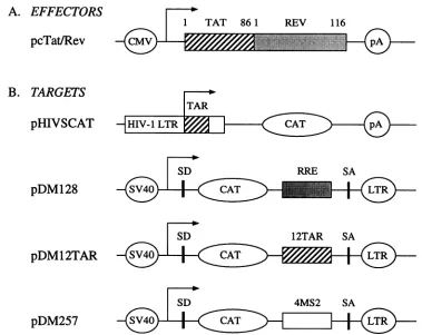 FIG. 1.bacteriophagepromoterinRREfull-lengthrepresentation(pcTat/Rev). its Effector and target plasmid constructions
