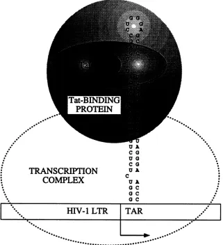 FIG. 4.betweenofbyforsingleinteractsactivation Model for interactions between Tat and the TAR in vivo