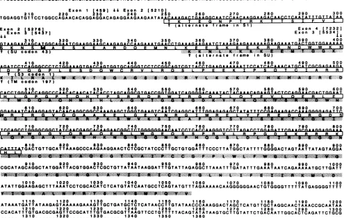 FIG. 2.theregionsboxesregions(patternedan Structures of putative Rev cDNAs. The organization of EIAV genome, the surface glycoprotein (SU) and TM coding within env, and the exons (black boxes) and predicted ORFs boxes) of the Rev cDNAs are illustrated