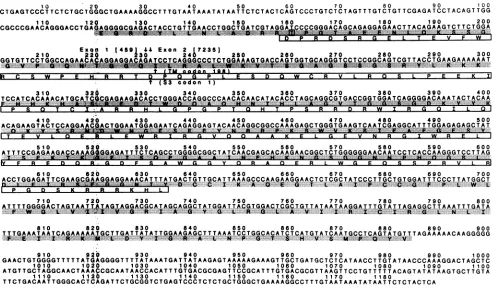 FIG. 3.230)derived Nucleotide sequence and deduced amino acid sequence of cDNA clone p20