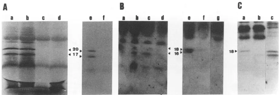 FIG. 4.with32firstbypKS176reactionminthecells.poolofsupernatant(lanes[35S]cysteine-labelledandimmunoblotted EIAV-infected days Coding capacity of the Rev transcripts