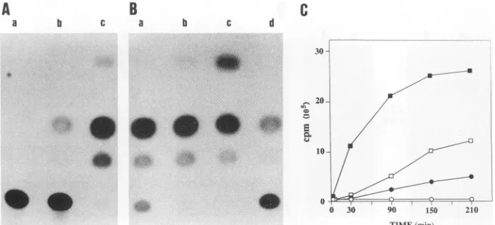 FIG. 5.BglII-to-Bspdownstream Assay for Rev activity. The CAT reporter plasmid pCMV-CAT-RRE was constructed by cloning the CAT coding region (the 1286 I fragment which spans nt -42 to 689, where +1 refers to the A of the CAT initiation codon) into the BamH
