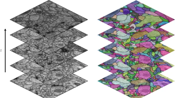 Figure 1.1: Figure 1.1a: A stack of 2 × 2 microns slices of from a transmission Electron Mi- Mi-croscopy (ssTEM) data set of the Drosophila first instar larva ventral nerve cord (VNC) with a resolution of 4×4×50nm/pixel [19] and a manual created segmenta-1