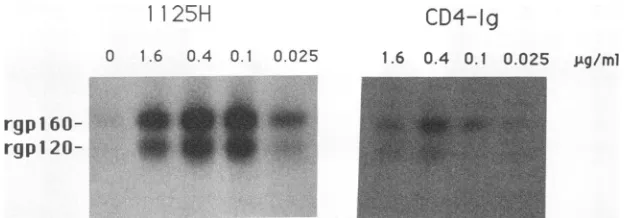 FIG. 3.rgpl60Immune Effects of HuMAb 1125H and sCD4-Ig on reactivity of rgpl2O and rgpl60 with anti-V3 HuMAb 41148D