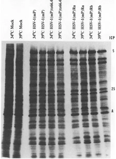 Fig. 2 indicate that electrophoretic profiles of labeled pro-teins from cells infected and maintained at the nonpermis-sive temperature could not be differentiated from those