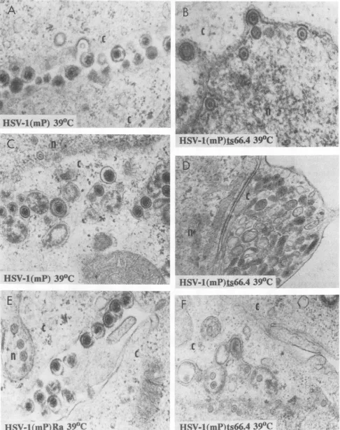 FIG. 3.maintained Electron micrographs of replicate cultures of Vero cells infected with HSV-1(mP), HSV-1(mP)ts66.4, and HSV-1(mP)Ra and at 39°C
