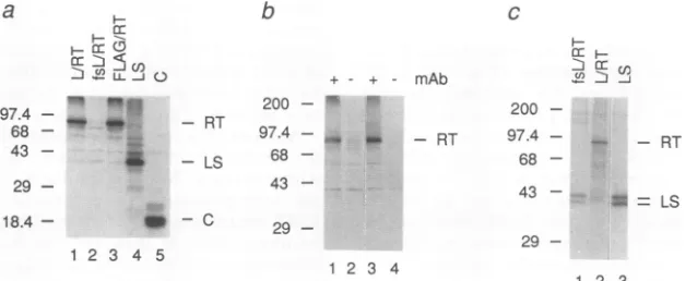 FIG.fsL/RToneproteinused3'betweenmRNA.mRNA.thePatterneddomains:ArrowssignalandactivityRT-ORF,mateepitopes(minus-strand)sis,(see DR1 1