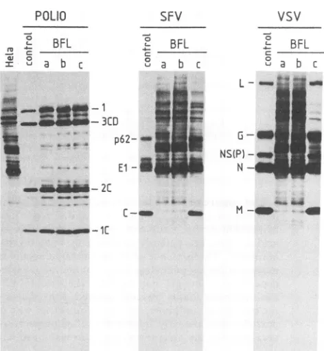FIG. 1.of3.5 tothreeExcept(POLIO),control,20(lanessynthesis the Effects of BFLA1 added at different times on poliovirus SFV, and VSV
