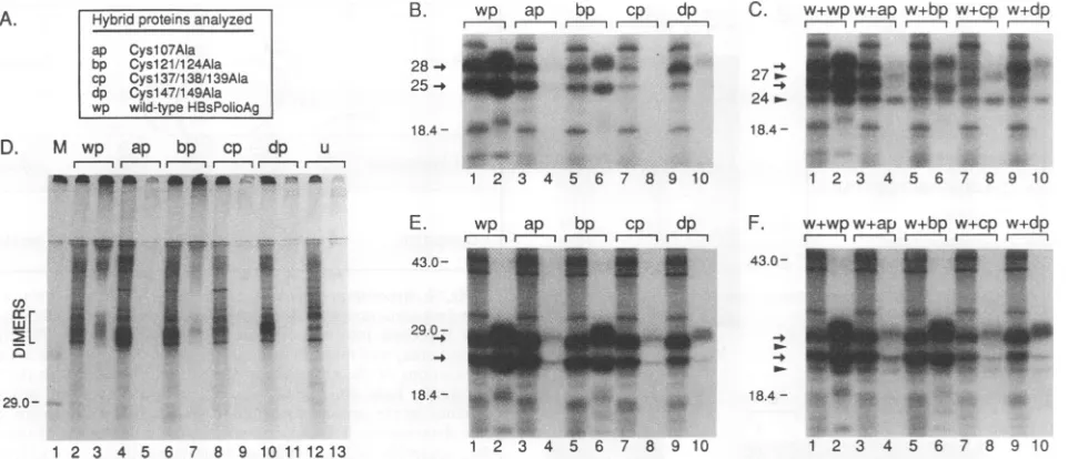 FIG. 7.wild-typepositionsmoleculareven-numberedtheprotein(Band Analysis of hybrid S proteins lacking cysteines in the antigenic region
