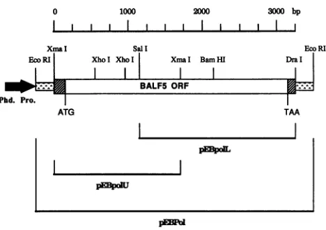 FIG. 1.upstreamBALF5.polyhedrindottedtheshowsrecombinant Schematic representation of the EBV DNA Pol gene of recombinant baculovirus vector pVL1392/BALF5