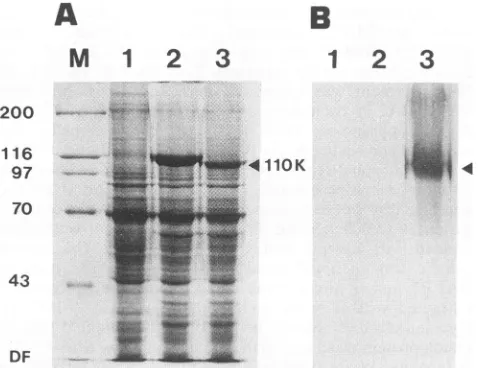 FIG. 2.cells Expression of the BALF5 gene prc were mock infected (lanes 1) or infecte