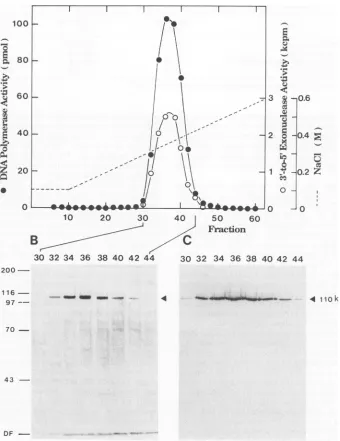 FIG. 3.byoftoofsingle-strandedat the 0.6 the dGMP The last step in chromatography of the heparin-agarose column of the BALF5 Pol catalytic protein