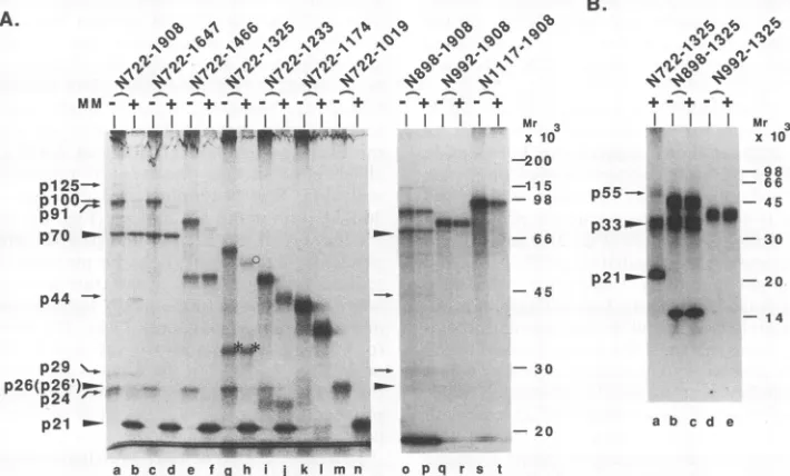 Fig. 4A,weremediate lane d). These data suggested that plOO is anintermediate form of p70 and p26 and that p91 is an inter- composed of p70 and p21