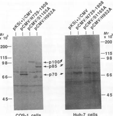 FIG. 8.polyprotein.byAsp-1107,p70ofproposedteinaseslatticeddomainandsitesD, andbydetectioncoordinating the Summary of processing and production of HCV p21 and products