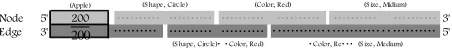 Fig. 4.  One of the double- stranded DNAs  represented by the graph (Apple) in Fig. 2 