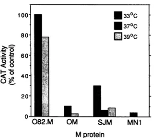 FIG. 1.generatedtide-directedteinsmutantcircledifferencequenceaminodeletionare Amino acid sequences of wild-type and mutant M pro- used in this study