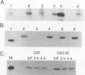 FIG. 3.(A) Immunoprecipitation analysis of M protein expression. Expression of M proteins from SV40 vectors