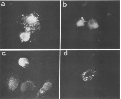 FIG. 4.withfluorescein-conjugatedtheantibodyencoding Immunofluorescence analysis of the intracellular distribution of mutant M proteins