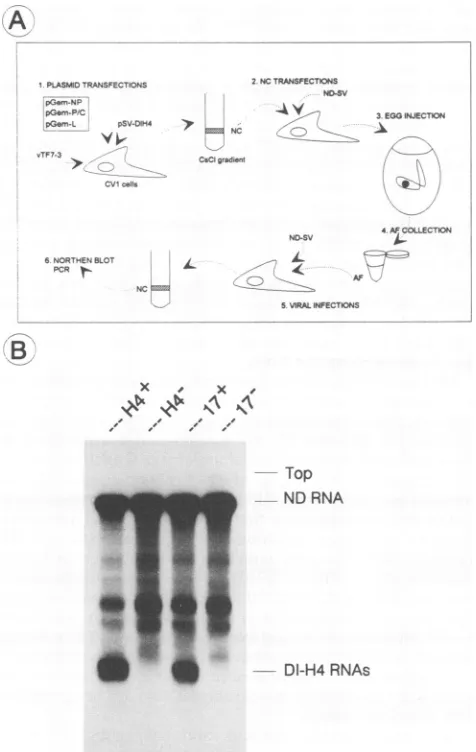 FIG. 5.parallelfromshown.nucleocapsidnondefectiveRbz-17,andtransfectioncompetentamplifiedeggs.infectiousMaterialsSV