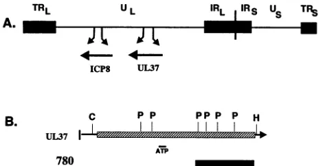 FIG. 1.HindIII.byTheUL37andserumMalE-1.1-kbpthe(UL (A) Arrangement of the HSV-1 DNA genome, showing locations of the unique sequences of the L and S components and Us) and of the terminal (TRL and TRs) and inverted (IRL IRS) repeats and the ICP8 and UL37 g