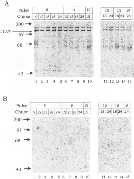 FIG. 2.mock-infected-cellinfectedine.theimmunoprecipitatedratedmembranes.and"S-labeled Synthesis and stability of the UL37 protein in HSV-1- cells