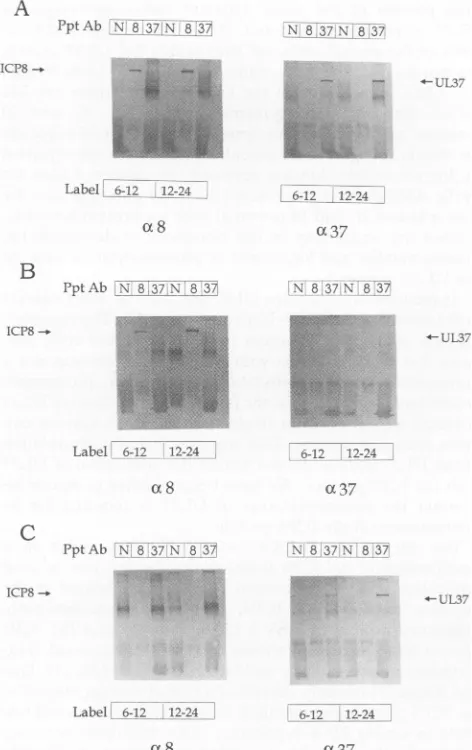 FIG. 6.wereblotbranes.postinfection)UL37-specificferredHSV-1-infected-cellproteindetectedphatase-conjugatedaliquots32P pulse-chase experiment