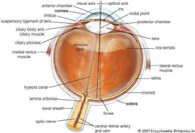 Fig. 1. Anatomy of the human eye. Image source: Encyclopedia Britannica