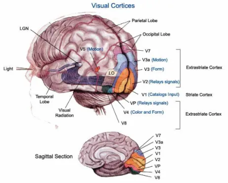Fig. 3. A section of the human brain showing the visual cortices. Image source: McGill University.