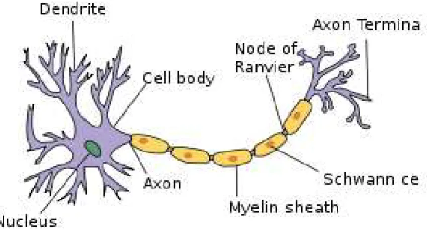 Fig. 4. A human neuron. Image source: Wikipedia.