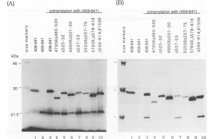 FIG. 1.wild-typewith2).coimmunoprecipitatedpreviouslymonoclonalanalyzed Use of the monoclonal antibody EBNA.OT1x to assess EBNA-1 dimerization