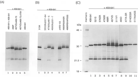 FIG. 3.of cotranslated The effect of small deletions (A and B) and point mutations (C) on EBNA-1 dimerization
