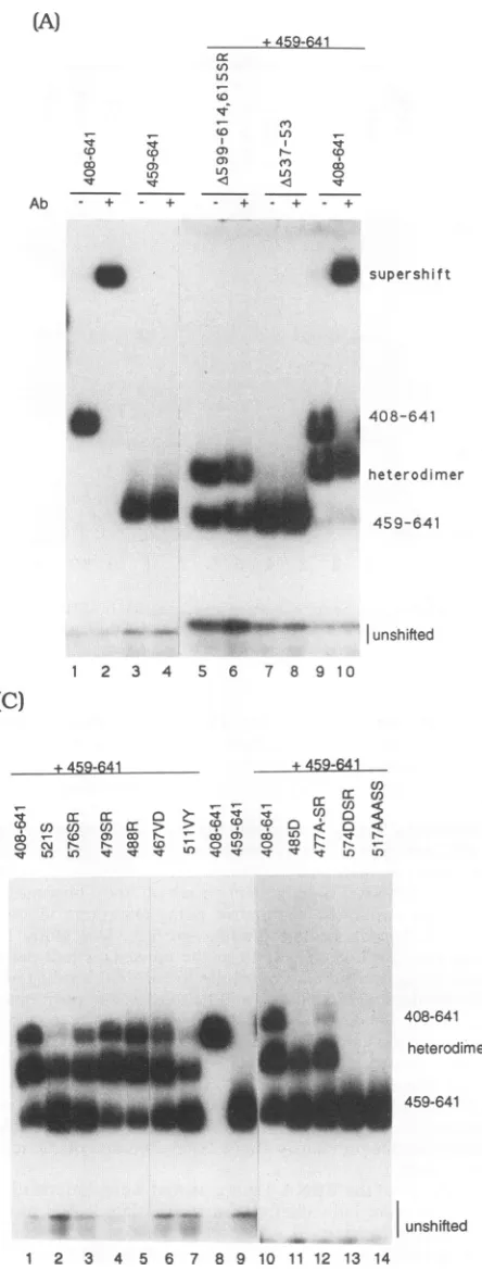 FIG. 4.betweenmutanttosmallEBNA-1(408-641)EBNA.OTlx.typeelectrophoresis(Btidesshiftedanda(lanesshift1(408-641) 32P-labeled the and DNA binding of the mutant series of EBNA-1 polypep- cotranslated with wild-type EBNA-1(459-641)