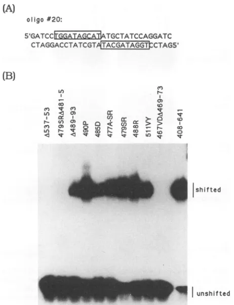TABLE 1. Summary of dimerization and DNA-bindingcharacteristics of EBNA-1 polypeptidesa