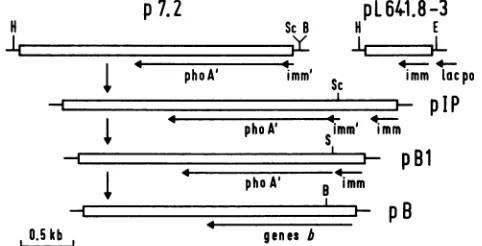 FIG. 1.genesin the Construction of pB plasmids. The proteins encoded by b are shown in Table 1