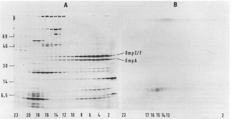 FIG.Ut:w the 4. Schematic view of Imm. Numbers, amino acid positions protein; black boxes, lipophilic areas (Table 1); arrows, sites