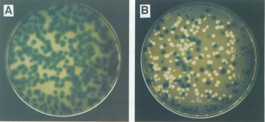FIG. 2.of o01819, Plaques of 01817, which has lacH stably inserted into the PstI site of segment M, on LM1034 in LB agar with X-Gal (A); plaques which is genetically unstable due to homopolymer arms at the position of the lacH insertion (B).