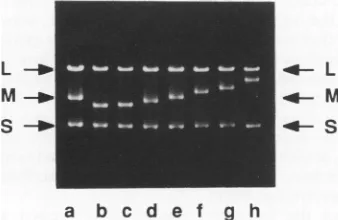 FIG. 3.whereasboundedphagekbp),thatnormal Agarose gel electrophoresis of dsRNA extracted from samplesderived from phageji1800thatcontains lacG by homopolymer arms