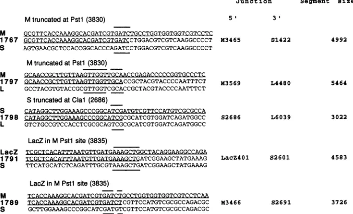 FIG. 5.originalgenetransfectionsentireextenttransfections Base sequences of recombination products around the crossover regions of representative recombinants