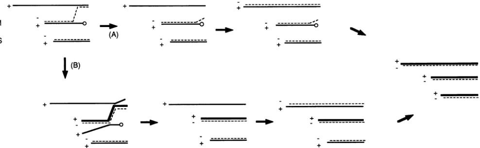 FIG. 6.ofontemplatetruncatedspontaneously the Models for the resolution of recombinational intermediates