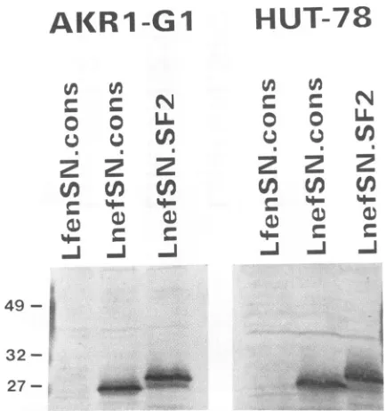 FIG. 7.wereconsensusmousecons;transducedlines,asducedstained described Decreased surface CD4 expression in cells expressing a Nef protein