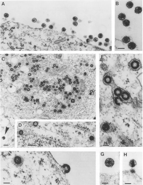 FIG.4"-intracellulartransfection.matureAMA-transfected 5. Thin-section electron microscopy of COS 7 cells transfected with pNL4-3 (A and B) or pNL43-AMA (C to H) at 48 h after Panels A and B show large arrays of extracellular HIV-1 particles with the typic