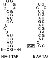 FIG.1.functionalpresentedincluding,Derseconsensusallresidueslacking Domain organization of the Tat protein of HIV-1